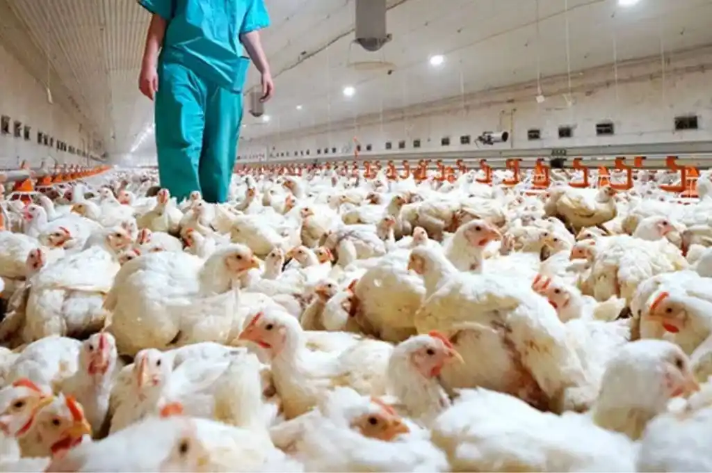Chubut: sacrificarán 400.000 gallinas ponedoras por gripe aviar