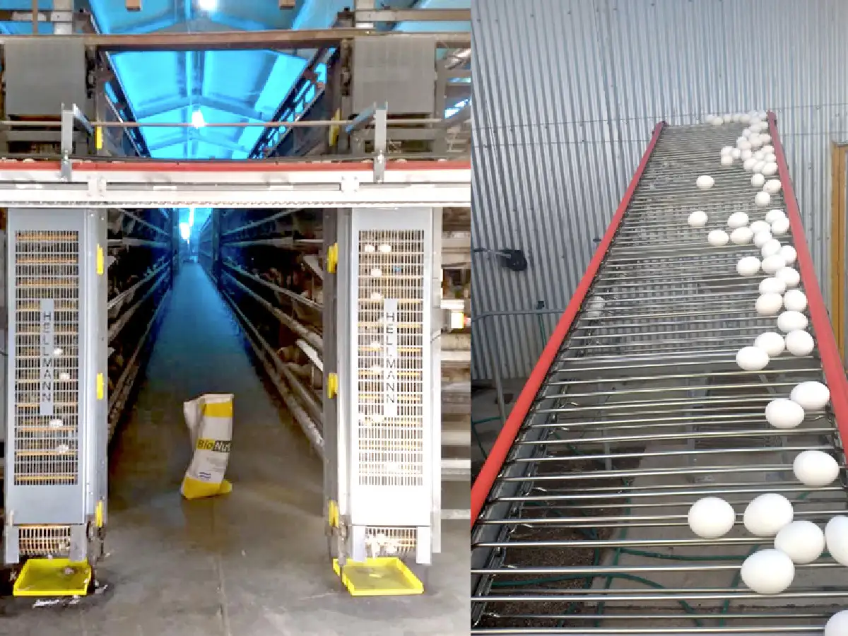 Una granja automatizada: las gallinas de Chipión que producen 18.000 huevos diarios      