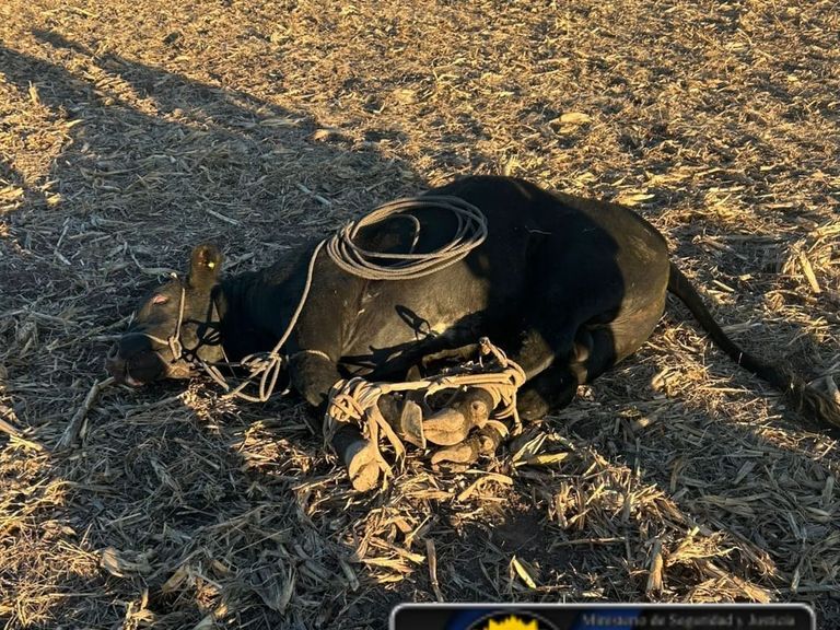 Insólito accidente: un novillo atropelló a una ciclista en General Ramírez