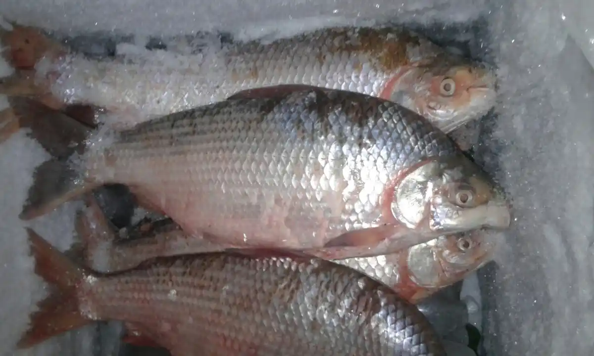Después de 20 años se habilitó la captura de sábalos en el Río de la Plata