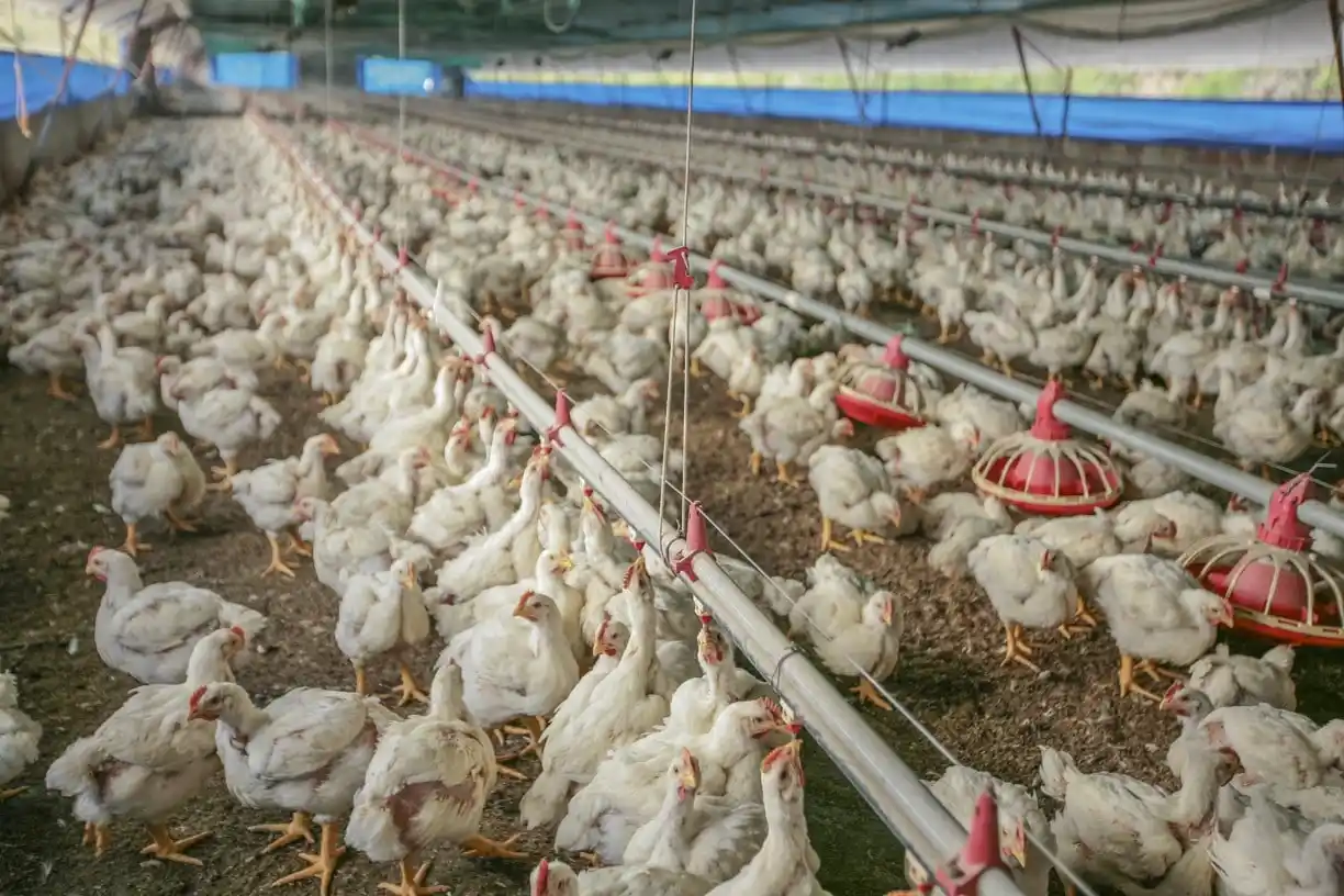 La Argentina recuperó un nuevo mercado para exportar productos avícolas