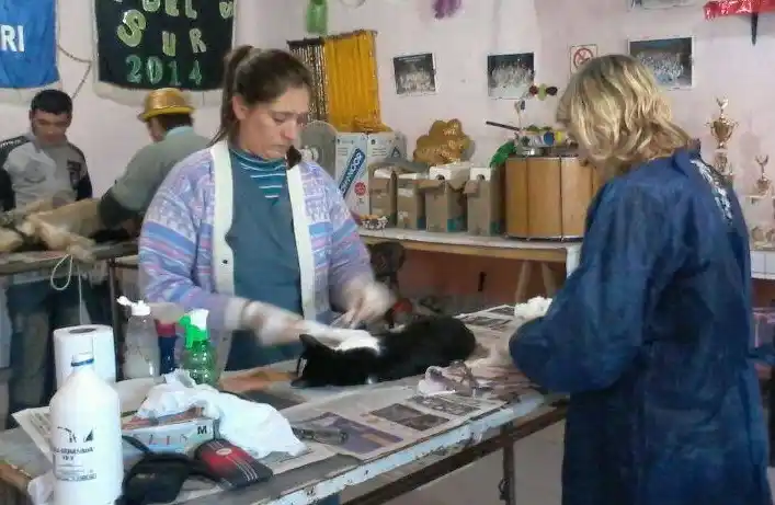 Castraron a más de 80 animales en el barrio Molinari y suman más de 1000