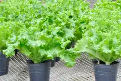 El INTA desarrolló una “súper lechuga” con más hojas por planta y el doble de peso