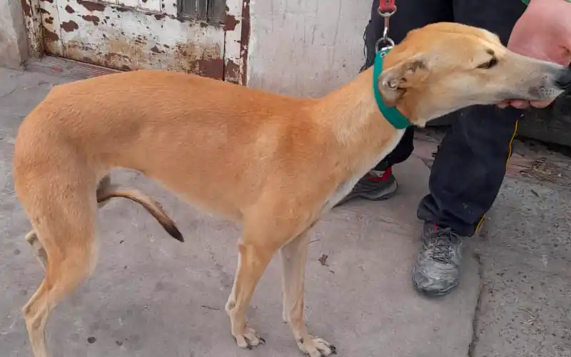 Buscan galga perdida