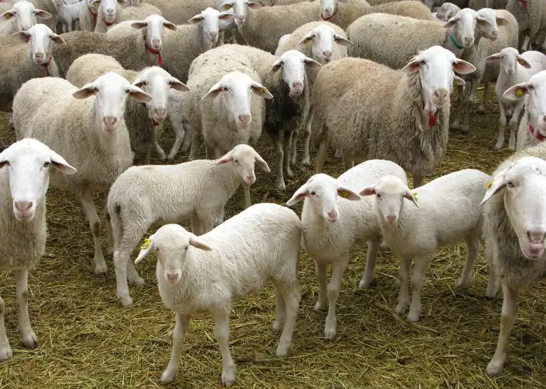 Desde Entre Ríos buscan insertar al cordero en el menú de los argentinos