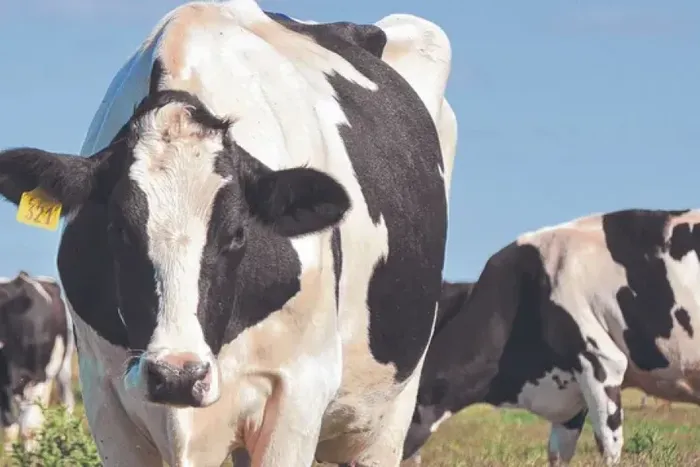 lecheriajpg (1).webp