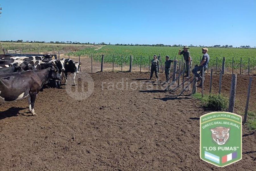 "Los Pumas" recuperaron varios vacunos robados valuados en $10.000.000