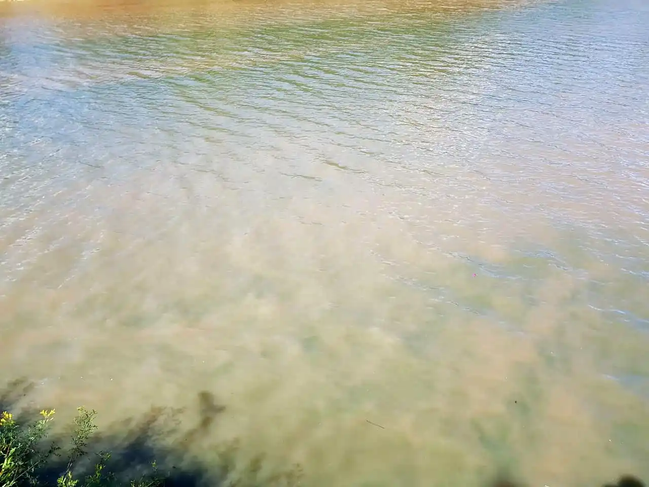 Alertan por la presencia de cianobacterias en el Río Gualeguaychú