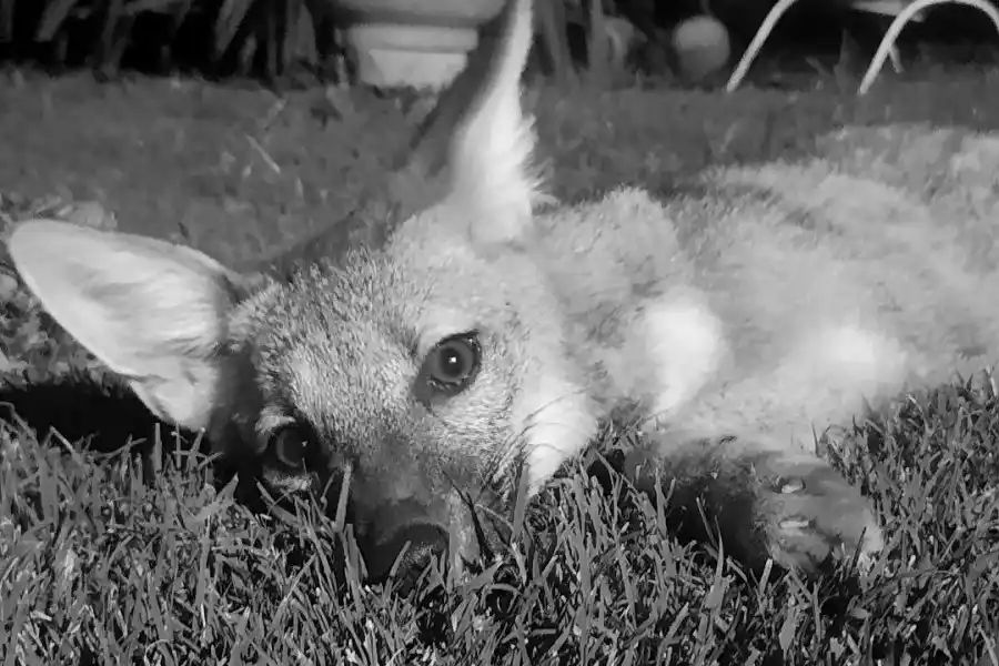 "Mira tía, Vitto", el zorro: una curiosa experiencia para recordarlo con alegría