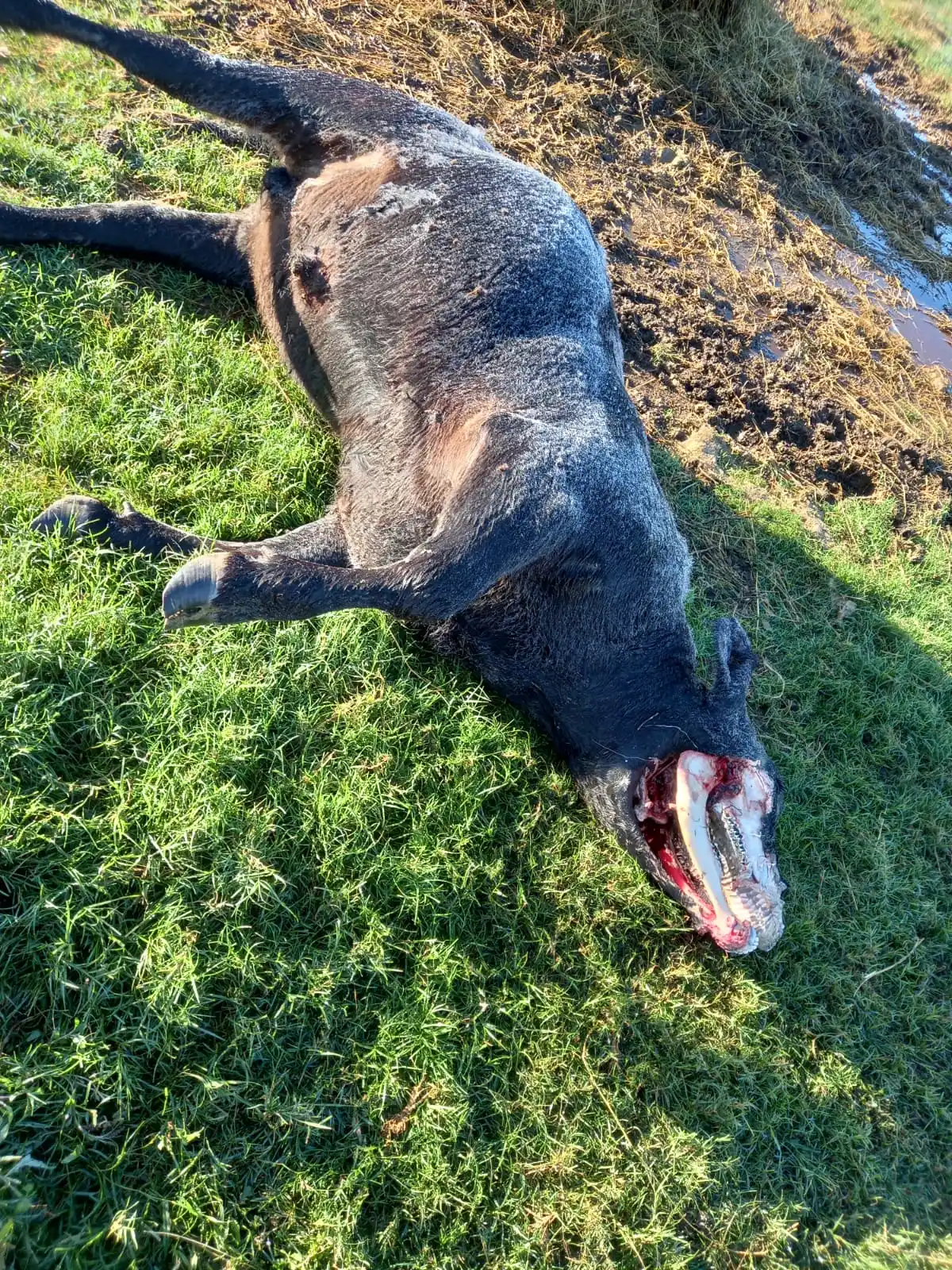 En el corral encontró un novillo con extraños cortes y mutilaciones
