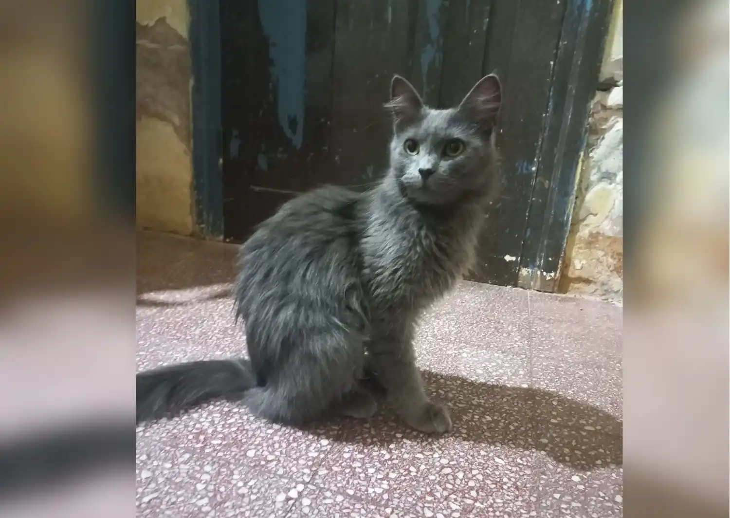 Luna sana y salva, de vuelta junto a su familia.