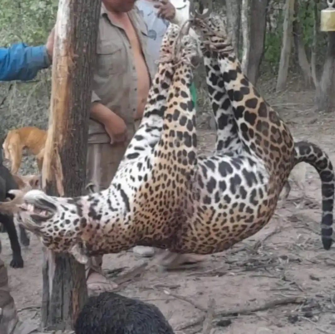 Confirmaron la matanza de un ejemplar de yaguareté en Formosa