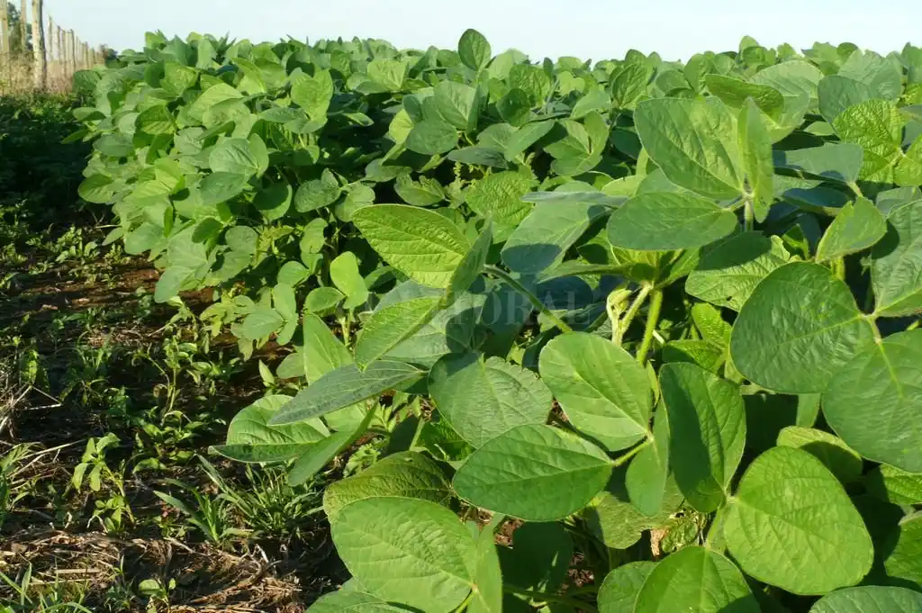 Destacan las buenas condiciones en los sembrados de soja del centro y norte de Santa Fe