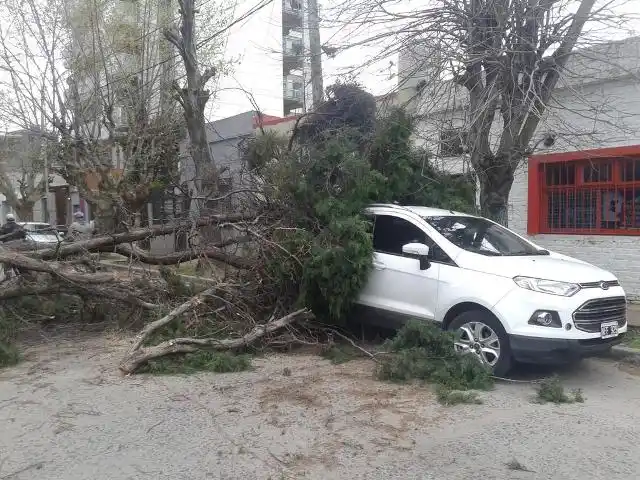 Molina supervisó la remoción de un árbol que cayó en Quilmes