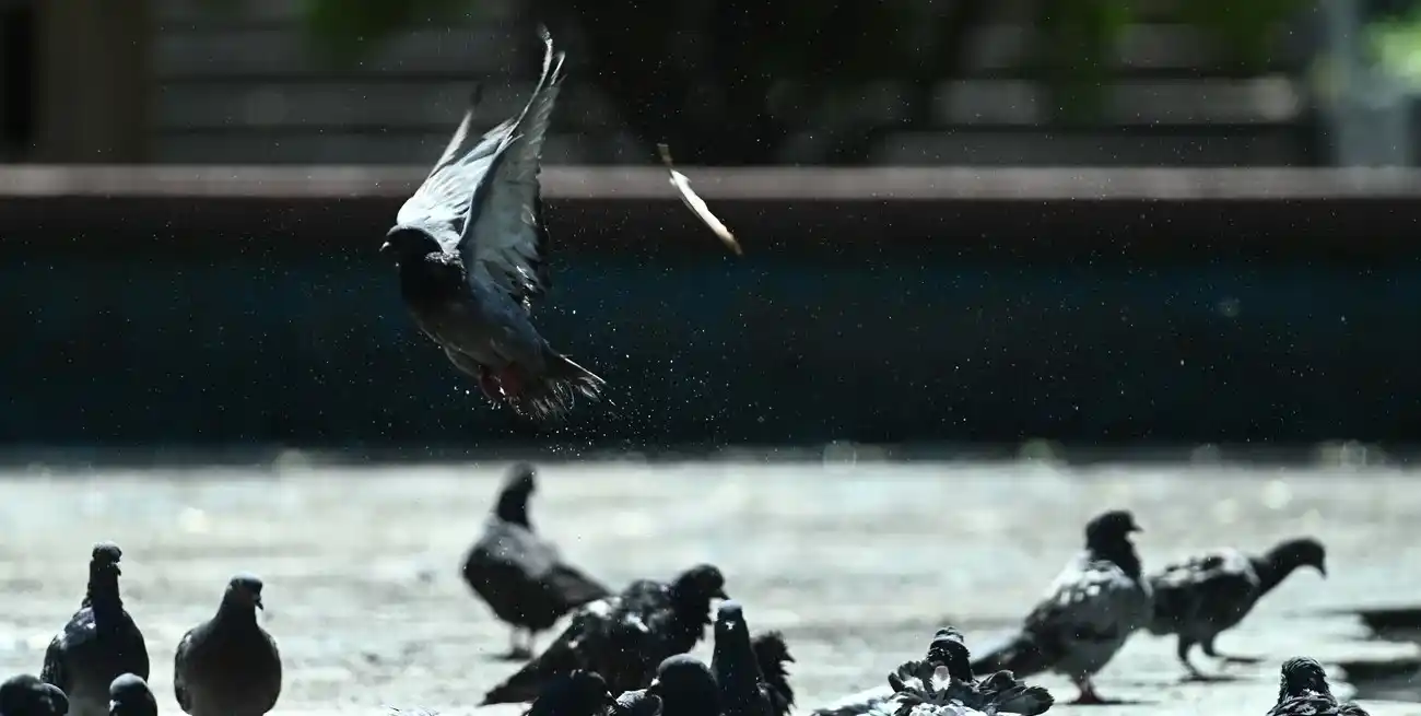 La psitacosis es una zoonosis causada por la bacteria Chlamydia psittaci. Créditos: Mauricio Garin