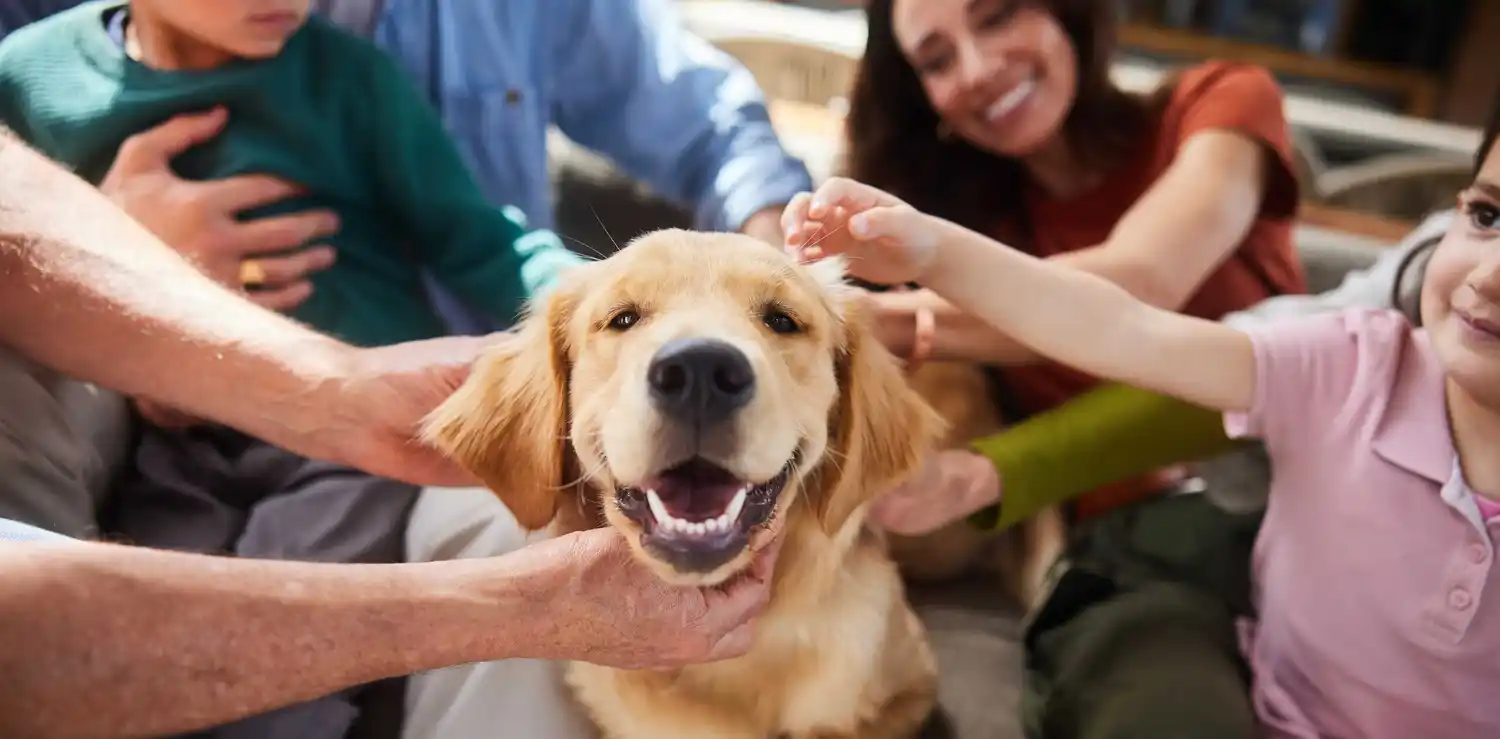 El rol de las mascotas en el bienestar emocional durante las fiestas