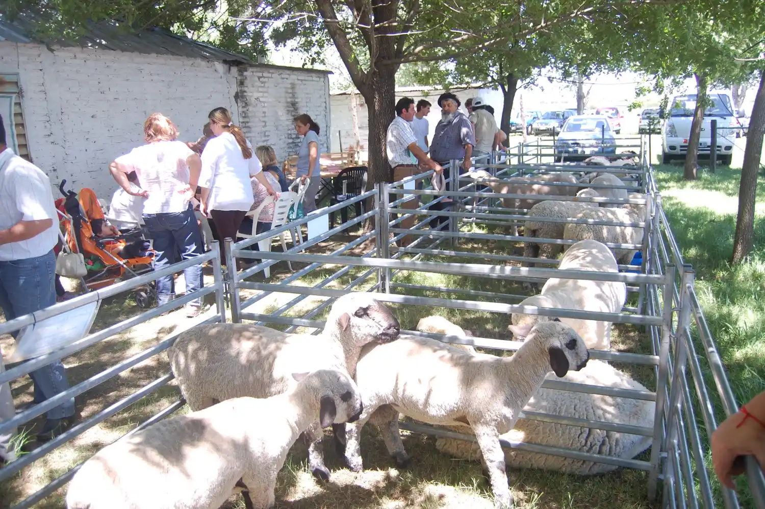 La actividad ovina se puede realizar en cualquier zona y es rentable 