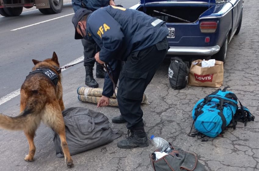 Un perro detector de estupefacientes permitió la incautación de marihuana