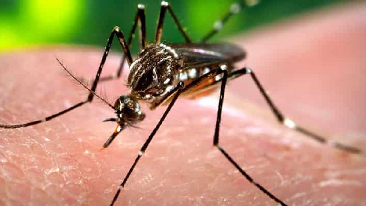 Dengue en La Plata: Casi la mitad de los casos son autóctonos