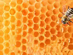 Anmat prohibió una marca de miel tras controles bromatológicos en Entre Ríos