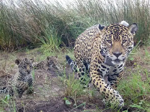 Quedan 250 yaguaretes en la Argentina (Foto NA)