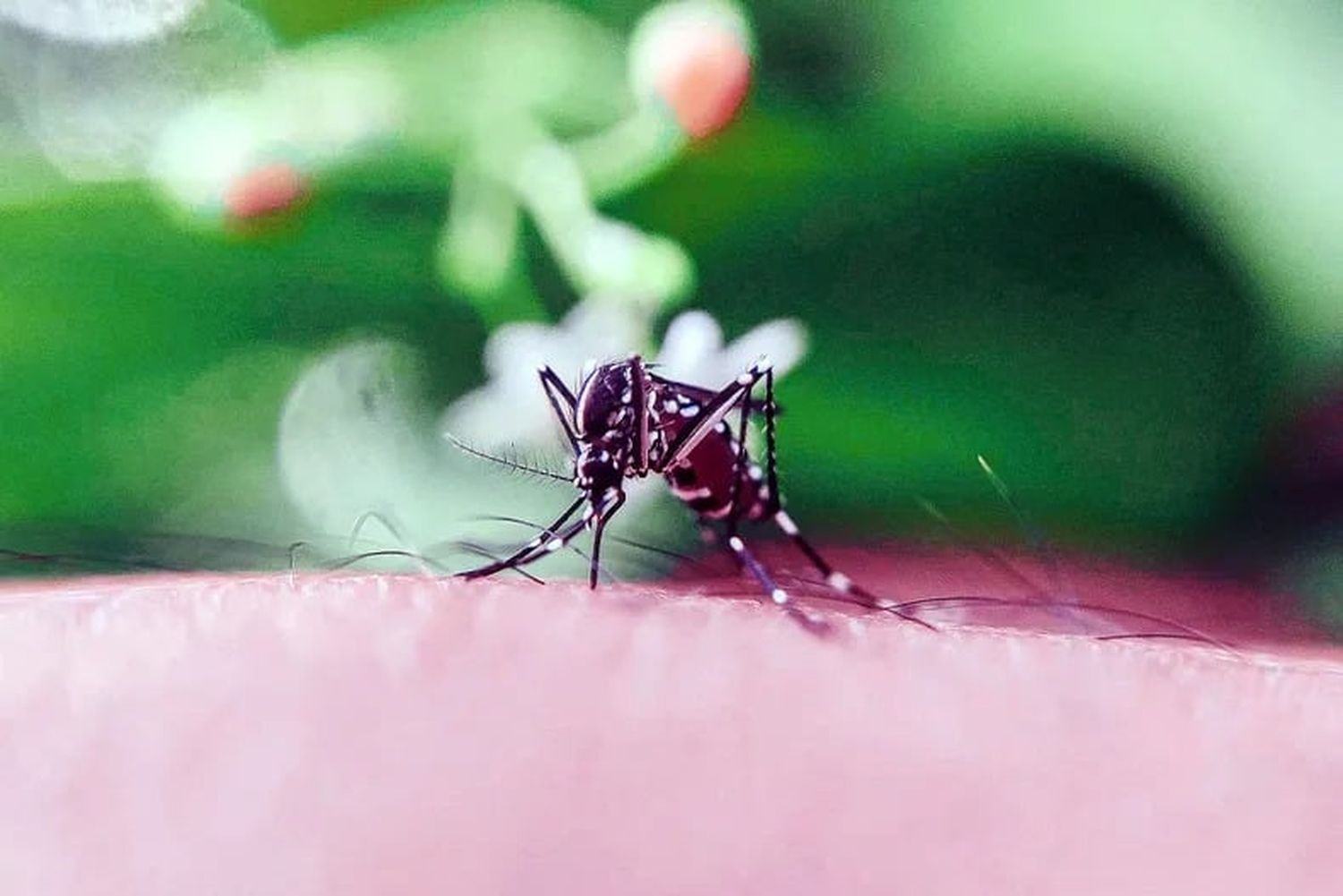 Salud provincial confirmó el fallecimiento de un paciente con dengue