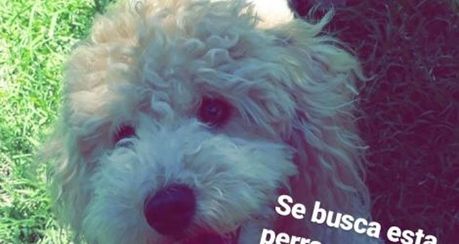Caniche perdido