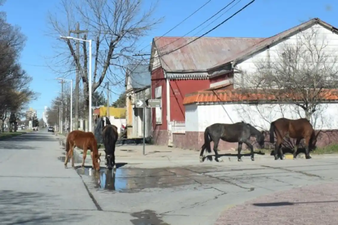El Concejo Deliberante de Coronel Pringles pidió que se regule la presencia de equinos sueltos o atados