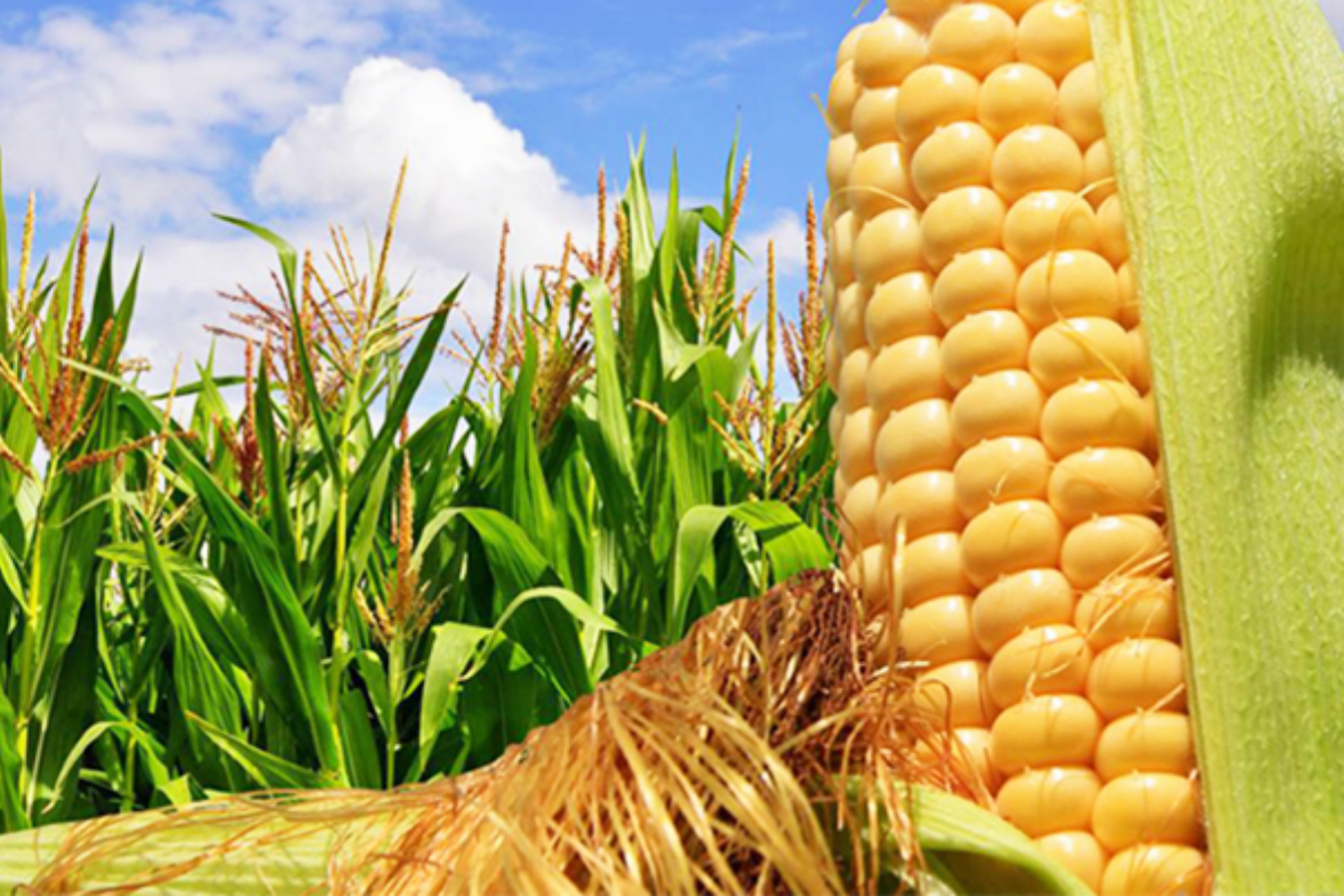 Plantaciones de maíz.