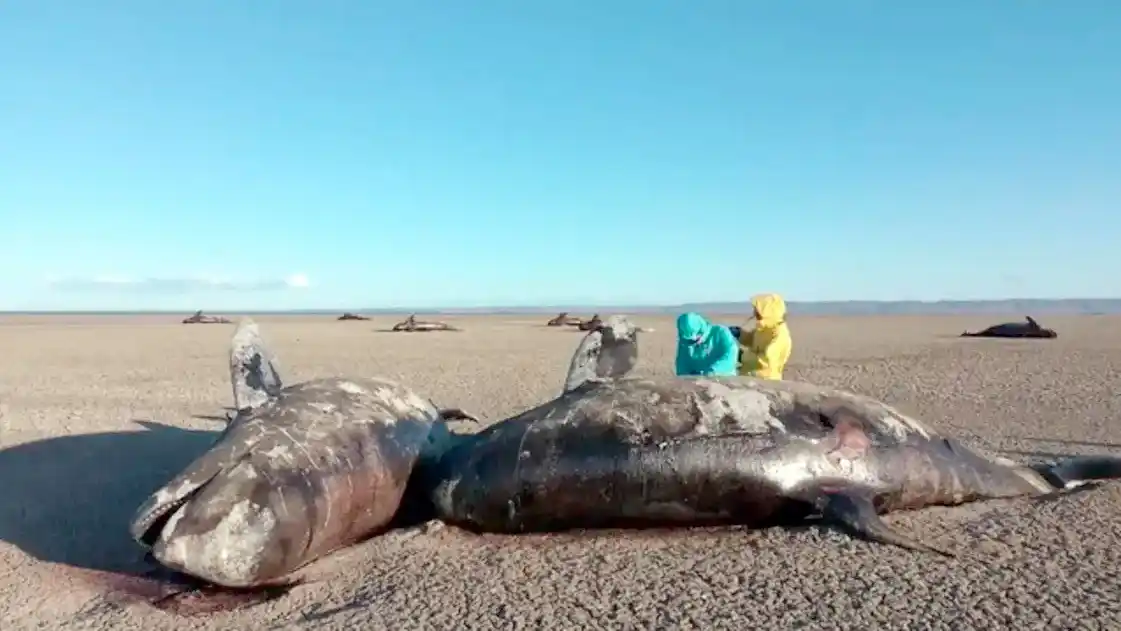 Las orcas del ecotipo D tienen una mancha blanca postocular muy pequeña, una cabeza de forma más voluminosa y redondeada (Foto N/A)