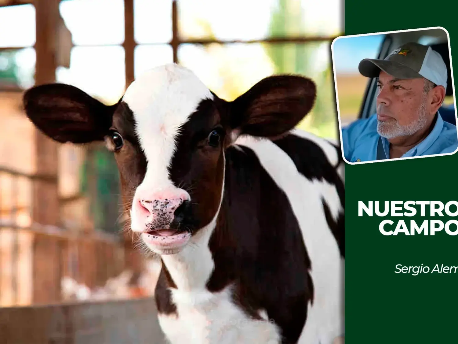 Cañuelas sumó 63 animales y acumuló 18.336 cabezas en la semana