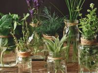 Cultivar plantas aromáticas en agua: aroma y vida en tu hogar