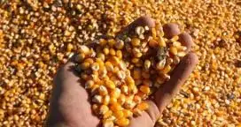 Crean un maíz con mejor valor nutricional de alto contenido de metionina