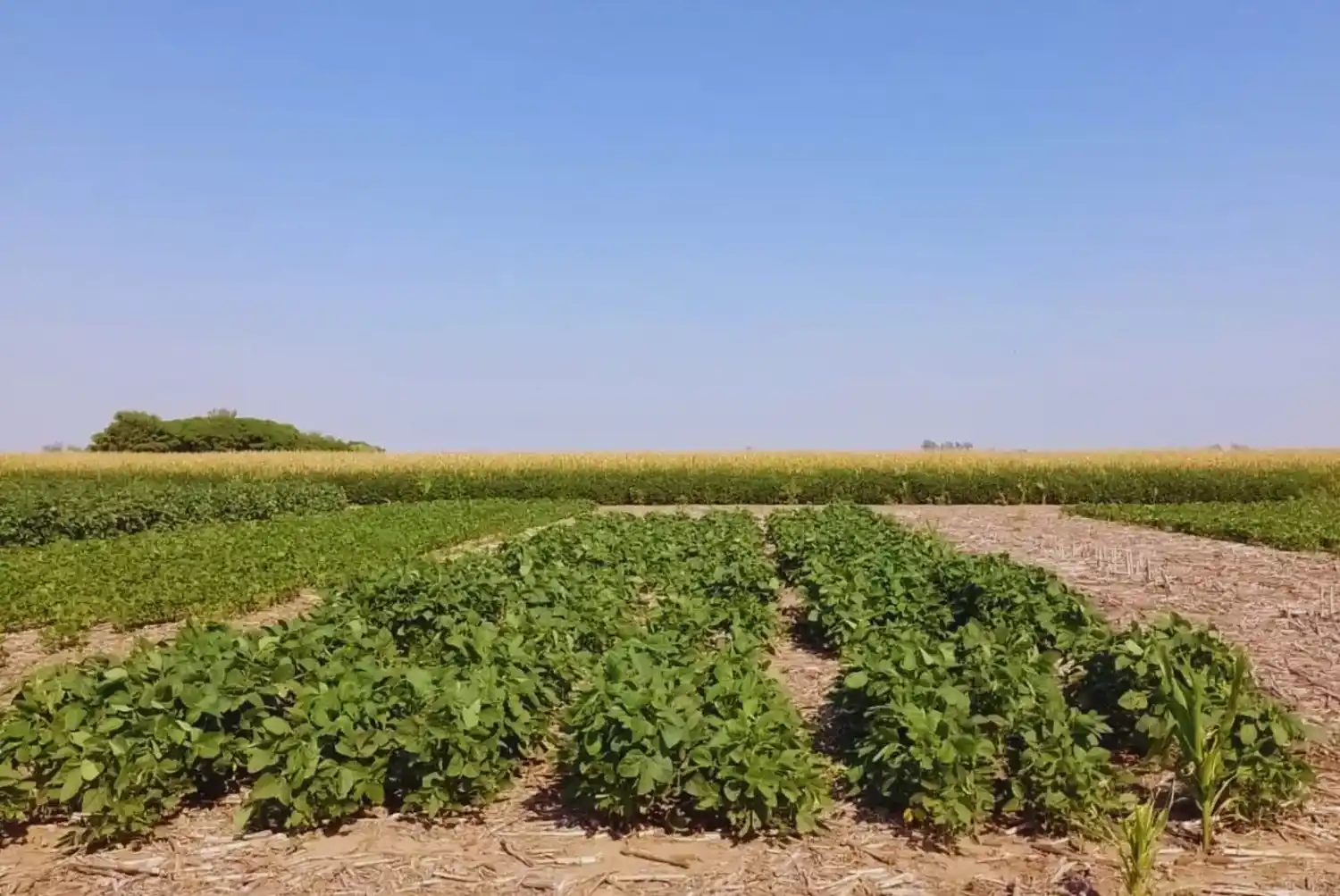 Editaron un biofertilizante que aumenta un 6% el rinde de soja