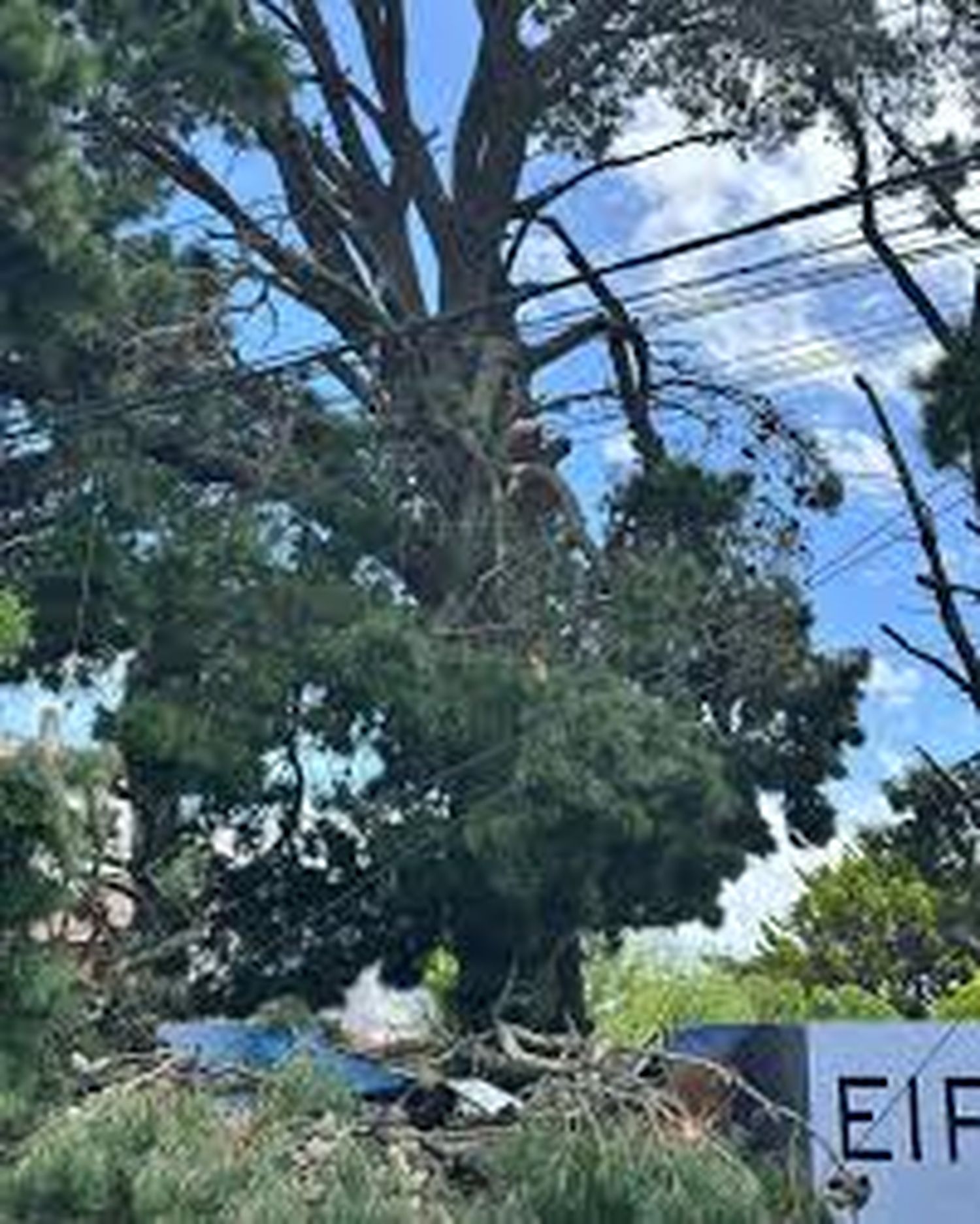 La poda de un árbol dejó sin luz a Mar de Ajó