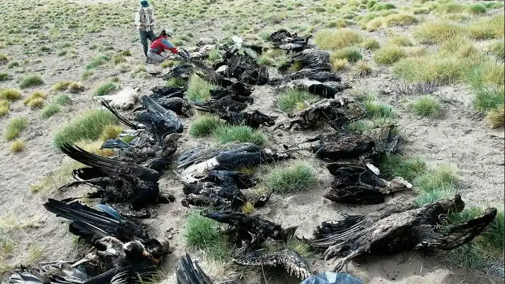 Video: Conmoción por el hallazgo de 34 cóndores muertos en Mendoza