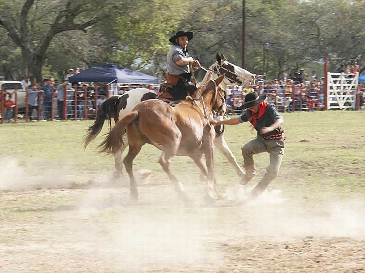 La doma se prepara para brillar
en la Fiesta Nacional del Pomelo