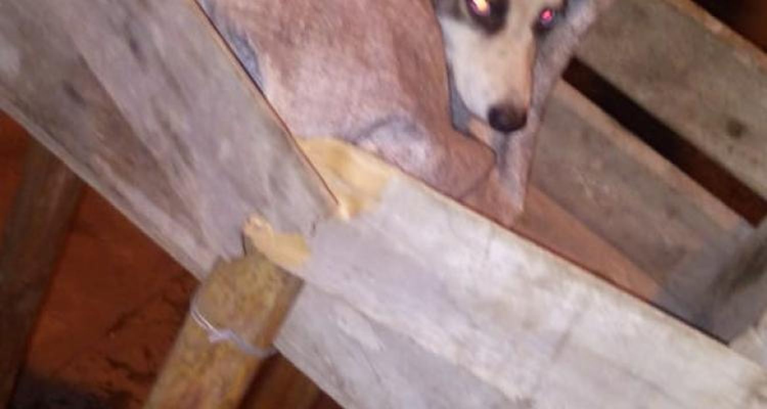 Continúan los casos de maltrato animal en Los Aromos