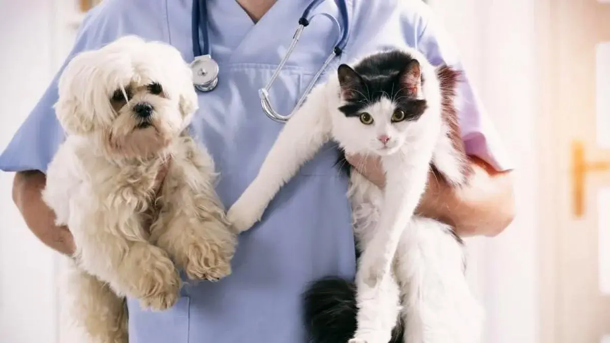 Qué errores cometen los dueños de mascotas: las recomendaciones de la veterinaria Candela Bonaura
