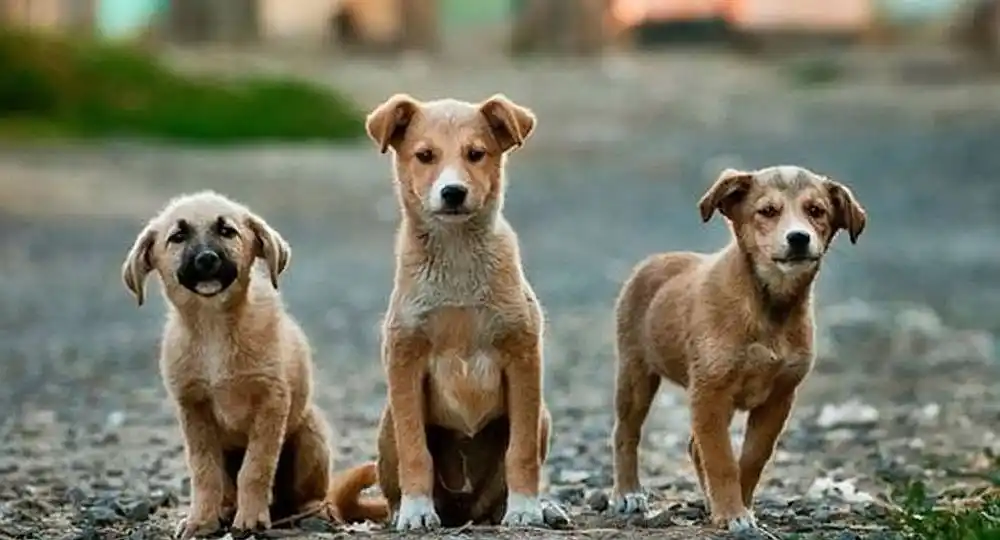 Cada 21 de julio se celebra el Día Mundial del Perro