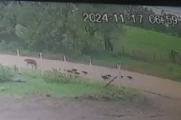 El hombre que dejó la perra y los cachorritos pidió disculpas: asegura que ya fueron adoptados