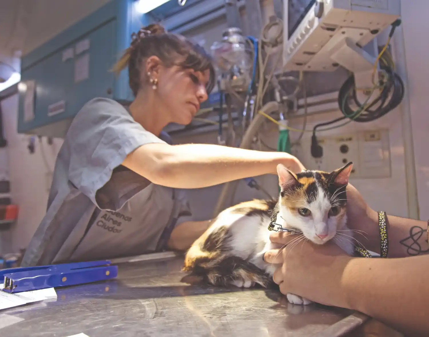 Descubrí cómo cuidarlos de los cambios de temperatura.