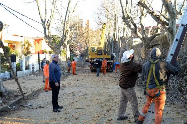 Plan de Poda 2018 en Tigre: El municipio refuerza los trabajos en el centro