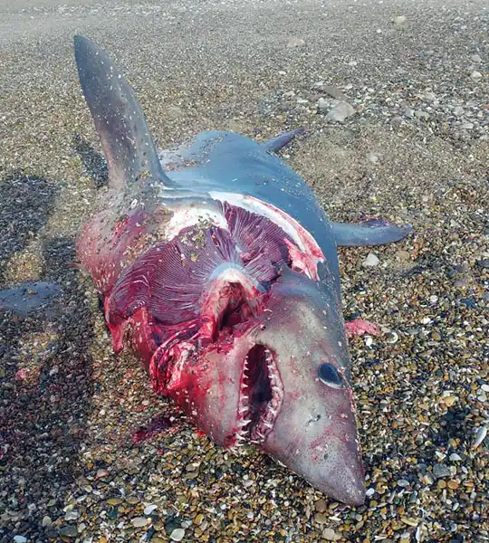 Tiburón en la costa de Quequén