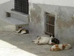 Bahía Blanca: Denuncian matanza masiva de gatos 