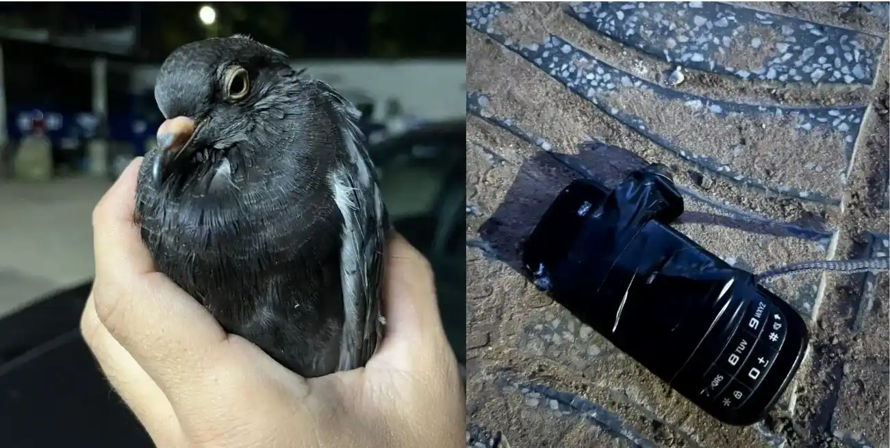 El ave con el dispositivo que fue secuestrado. Foto: Gentileza