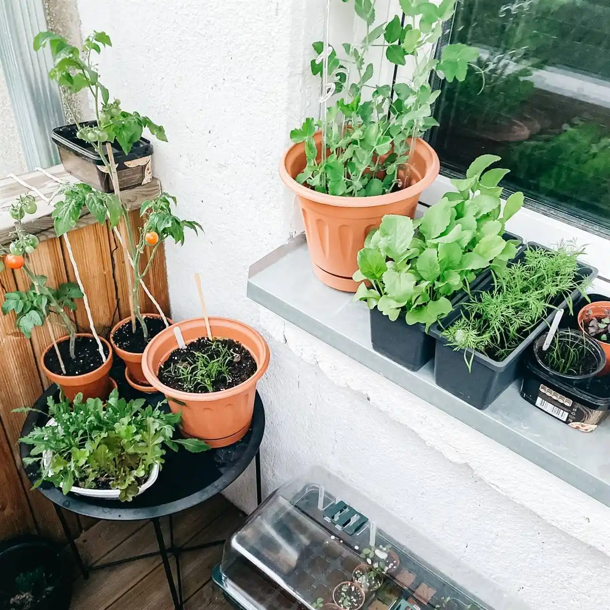 huerta temperatura - 1