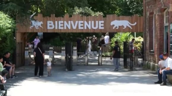 Varios lobos atacan y hieren de gravedad a una mujer en zoológico de Francia