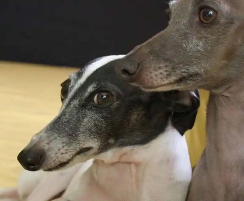 Ya hay un perro contagiado de viruela del mono que le transmitió una persona