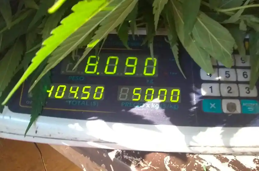 Tenía 8 kilos en plantas de marihuana en el patio de su casa